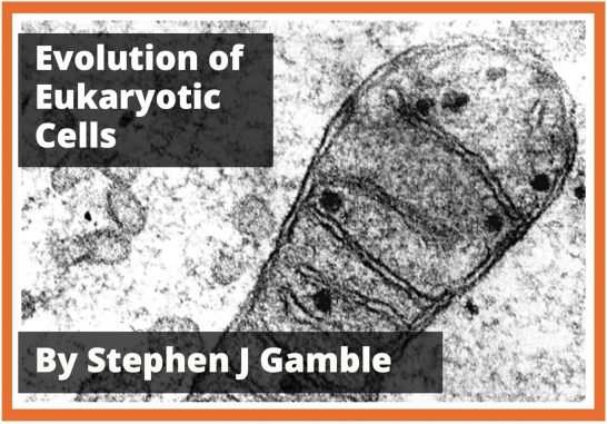 Evolution-of-Eukaryotic-Cells